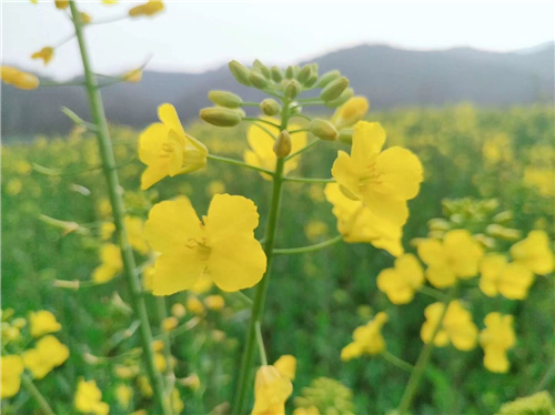 英雄夢從來不是隨口說說——圓夢時刻 元祖夢蛋糕